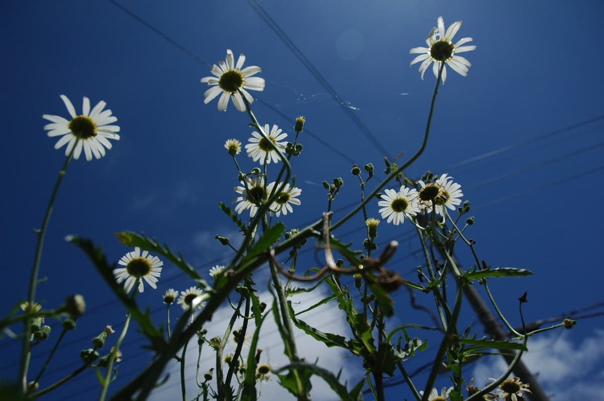 空と花